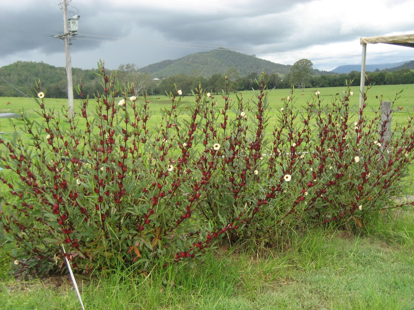 Life at Arbordale Farm 2013 Rosella Harvest
